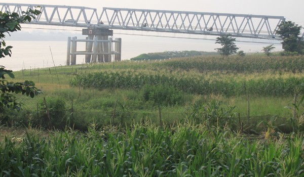 Sawah dan jagung milik petani di bantaran Sungai Batanghari, Kota Jambi. Untuk Provinsi Jambi sendiri, produksi padi belum mencapai target