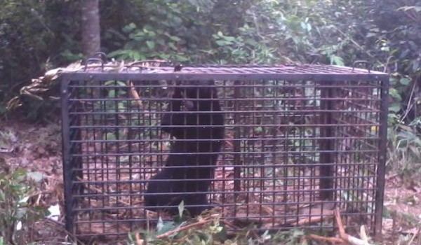 <b>Foto:</b> Beruang yang Tertangkap