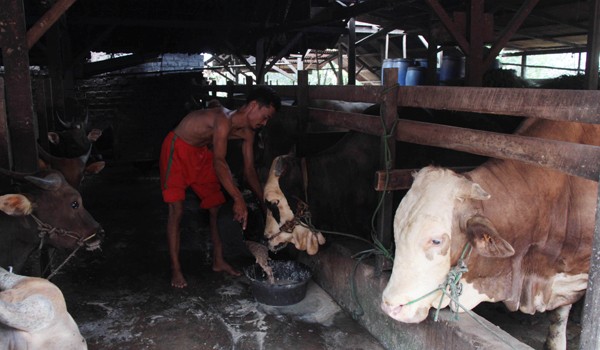    Pemkot Jambi sudah menyiapkan stok hewan kurban untuk Kota Jambi sebanyak 3.800 ekor, yang terdiri dari 1.800 ekor sapi dan 2.000 kambing. M. KHAIDIR/JAMBIUPDATE.COM