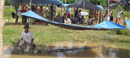 Buaya yang pernah ditangkap oleh warga Tebo beberapa waktu lalu