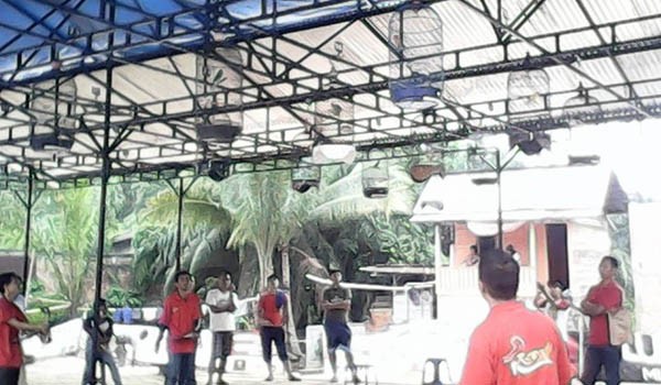 Kontes Lovebird yang digelar di Jambi   