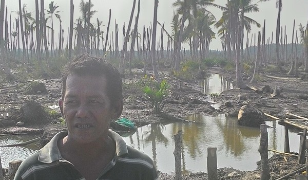 Kebun kelapa warga Tanjabtim mati