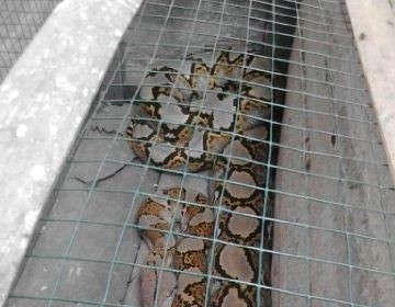 Ular Sawo yang ditemukan di Kerinci