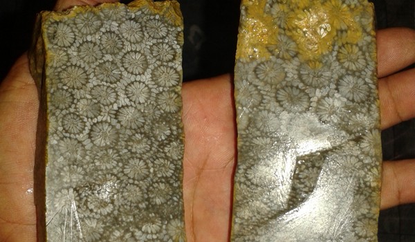 Batu Teratai asli Jambi masih kurang mendapat perhatian dari pemerintah daerah. Padahal di luar negeri dijual dengan harga selangit