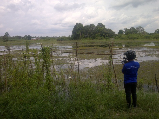 Sawah yang terendam banjir di wilayah Kabupaten Batanghari akibat debit air naik