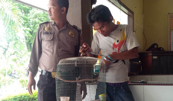 Seorang pelaku pencuri burung yang tertangkap