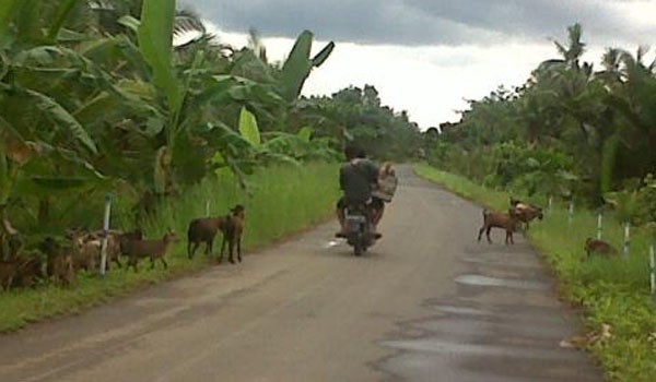 Ternak Warga yang melintas dijalan