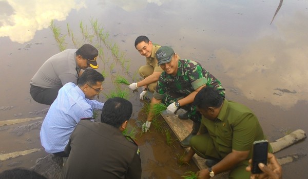 <b>Foto:</b> Bupati, dandim, kapolres, ketua PN, wakil ketua DPRD saat menanam padi perdana