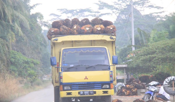 Mobil yang mengangkut kelap sawit