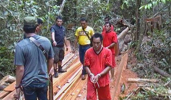 Polisi saat menangkap tersangka yang melakukan ilegal logging dikawasan Hutan Lindung Gambut
