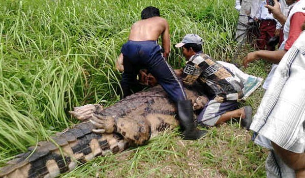 Buaya yang berkeliaran berhasil ditaklukan warga