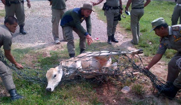 Penangkapan hewan ternak di Tebo beberapa waktu lalu   