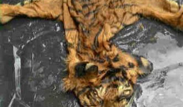 Kulit Harimau yang diamankan pelaku