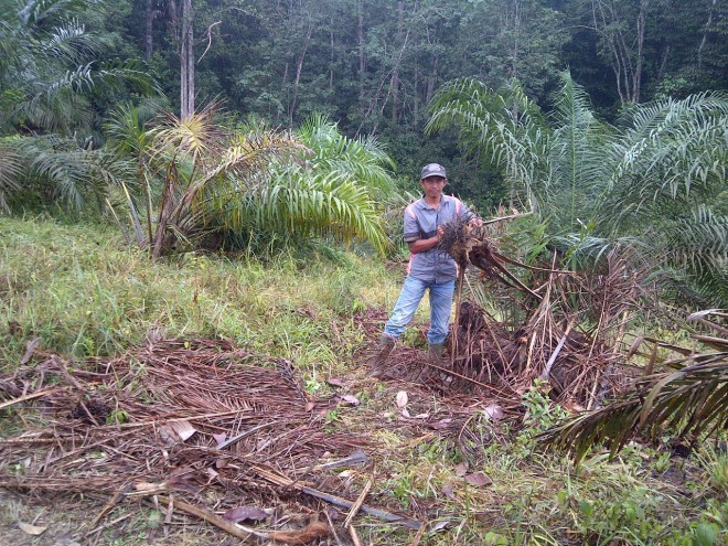 Salah satu warga menunjukkan lahan sawit yang dirusak oleh Gajah