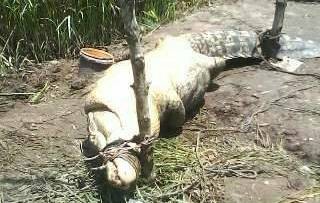 Buaya yang memangsa warga Bram Itam 