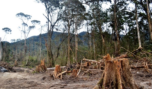  Hutan  Banyak Gundul  Kondisi Kehidupan SAD Merangin sangat 