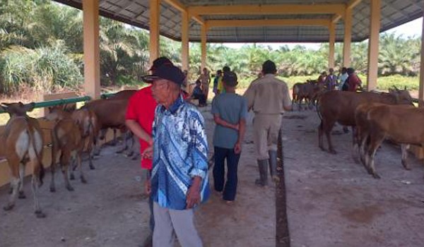 Aktifitas pasar ternak di kecamatan Geragai Tanjabtim