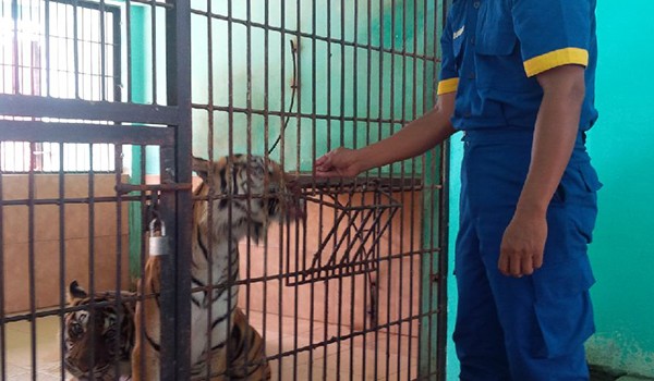 Ini Dia Perawat dan Pemberi Makan Harimau di  Kebun 