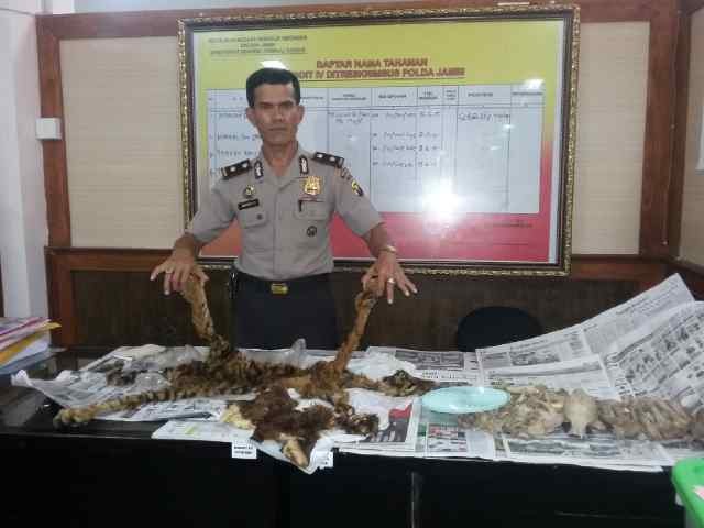 Barang bukti kulit dan tulang harimau yang diamankan