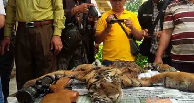 Kulit harimau sumatera yang diamankan 22 Juni 2015