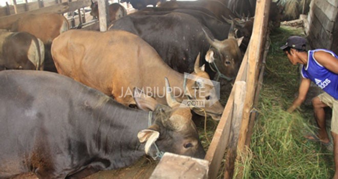 Stok hewan qurban di Provinsi Jambi.