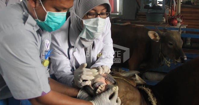 Tes kesehatan hewan kurban.