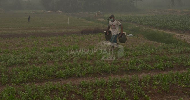 Petani sayur di Palmerah Jambi Selatan tengah menyiram sayur yang tidak mau subur karena kemarau panjang.