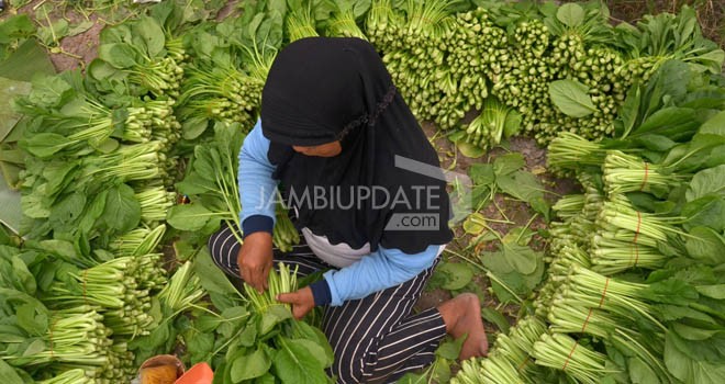 Petani Sayur Jambi.