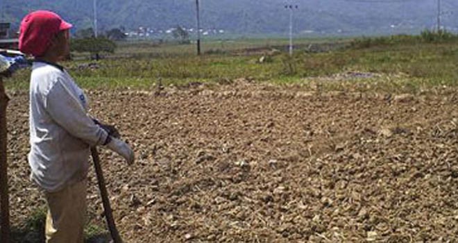 Salah satu lahan perwahan di Kerinci yang kering karena kemarau panjang.