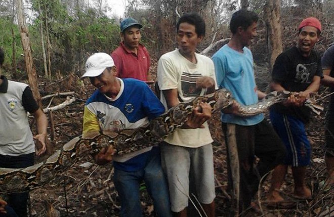 Warga Teratai beramai-ramai mengangkat ular piton raksasa yang ditemukan di dalam batang kayu