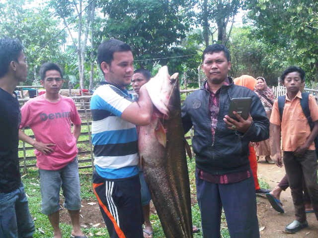 Ikan Tapah yang berhasil ditangkap warga