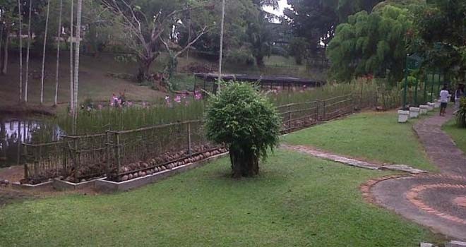 Taman anggrek Jambi.