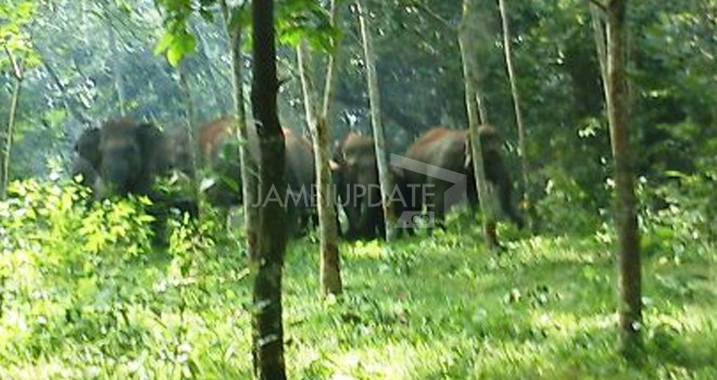 Kawanan gajah merusak kebun-kebun karet warga desa Balai Rajo KM 6 Kecamatan VII Koto Ilir, Kabupaten Tebo.