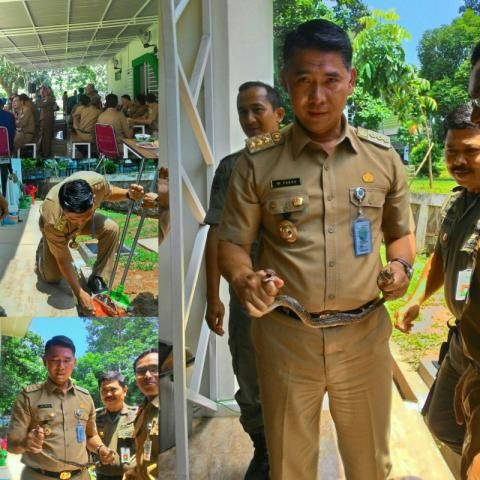 Walikota Fasha saat menjinakkan ular sanca di Pemkot Jambi