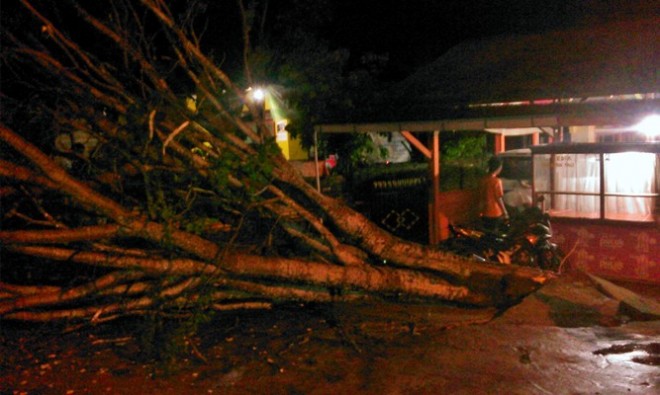Pohon yang tumbang di depan rumah salah satu warga di akibat diguyur hujan di Kelurahan Pematang Kandis, Kabupaten Merangin.