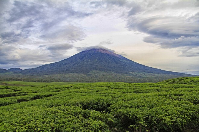 Perkebunan Teh Kayu Aro, Kabupaten Kerinci.