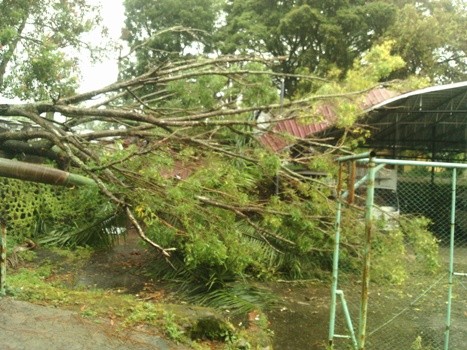 Pohon yang tumbang di parkiran Kantor Bupati Kerinci, Senin (29/2) sore.