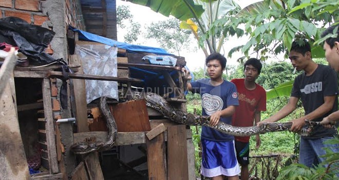 Penemuan ular piton yang diperkirakan sepanjang 4 meter di Perumahan Citra Kenali, Pattimura, Kota Jambi.