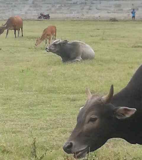Sport Center Tebo yang dijadikan tempat hewan ternak