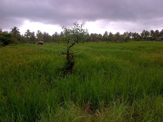 Padi warga Desa Kepayang yang diserang hama penyakit.