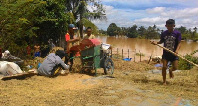 Petani di Sarolangun memanen padi mereka di tengah hantaman banjir. Hasil panen petani tak maksimal. (F/ANDEZ/JU)