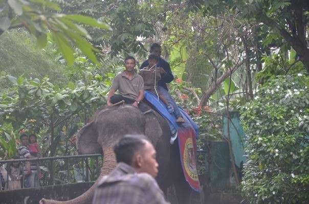 Kebun Binatang Taman Rimba Jambi