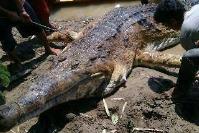 Buaya raksasa yang ditemukan di Sungai Batanghari di Desa Kembang Seri
