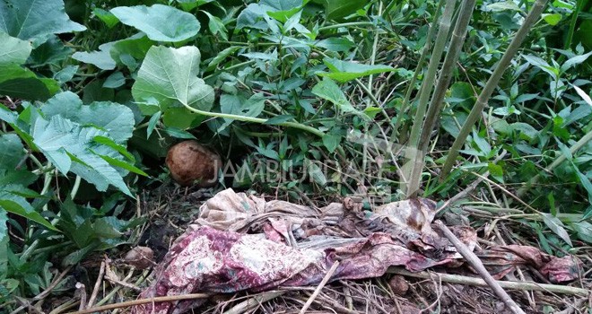 Tengkorak Manusia yang ditemukan di Sungaipenuh.