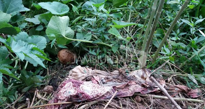 Tengokorak Manusia yang ditemukan di Sungaipenuh.