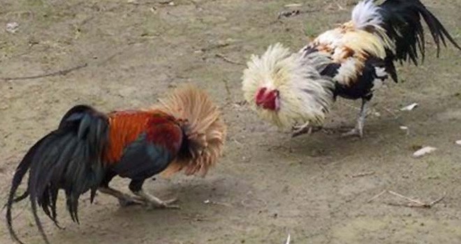 Ilustrasi. Foto : Net