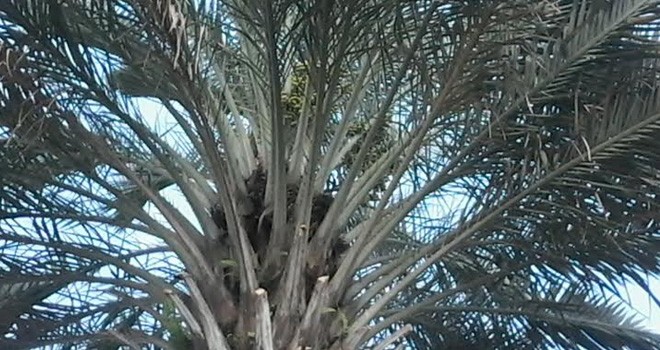 Sebatang pohon kurma tumbuh dan berbuah di Jambi Selatan.