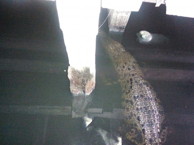 Buaya liar yang berkeliaran.