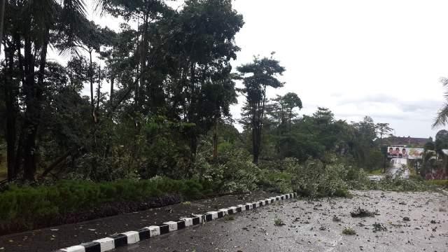 Pohon-pohon di komplek perkantoran Pemkab Tanjabtim tumbang sore tadi (15/7) akibat hantaman angin kencang.