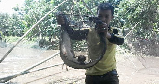 Ikan Tomang yang berhasil ditangkap Warga Desa Mudung darat.